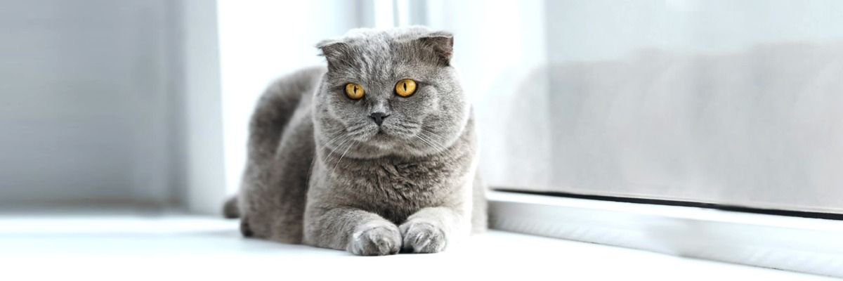 Шотландская вислоухая кошка: уход и кормление