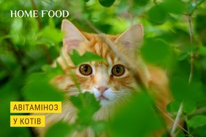 Avitaminosis in cats - how to prevent, diagnosis and treatment