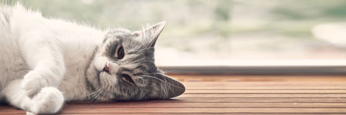 Самые распространенные болезни глаз у кошек: симптомы и лечение