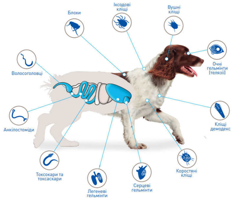 Таблетки против паразитов для собак NexGard Spectra XL (30-60 кг)