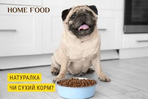 What is better to feed the dog: natural or dry food