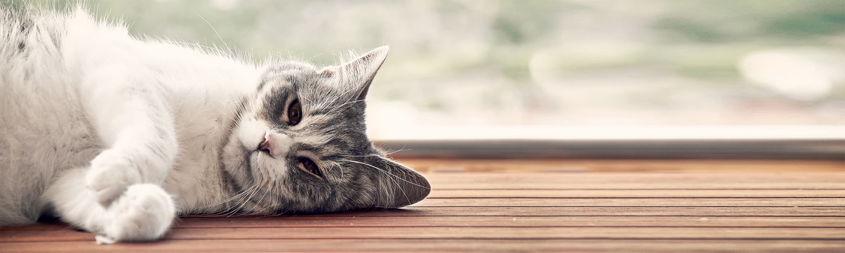 Глисты у котов: как определить и вылечить?