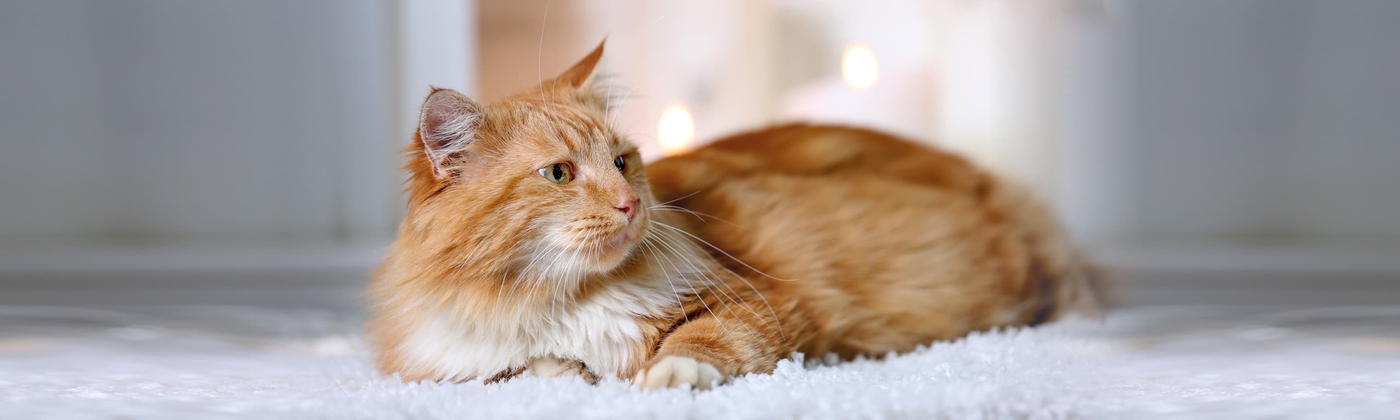 Нужно ли делать прививки котам, живущим дома?