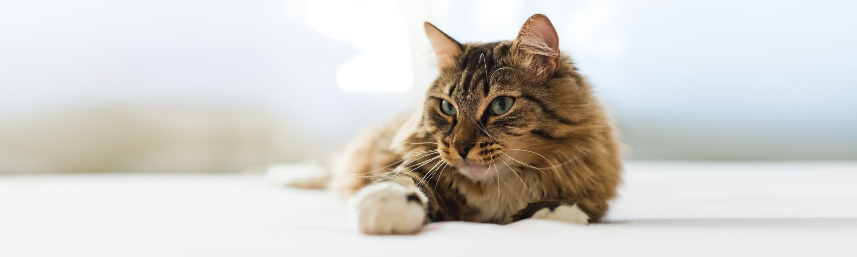 Бронхиальная астма у кошек: симптомы и лечение