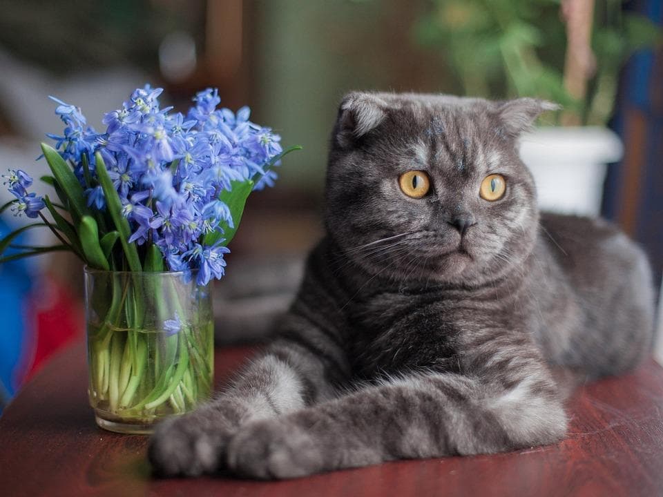 Серый Британский кот