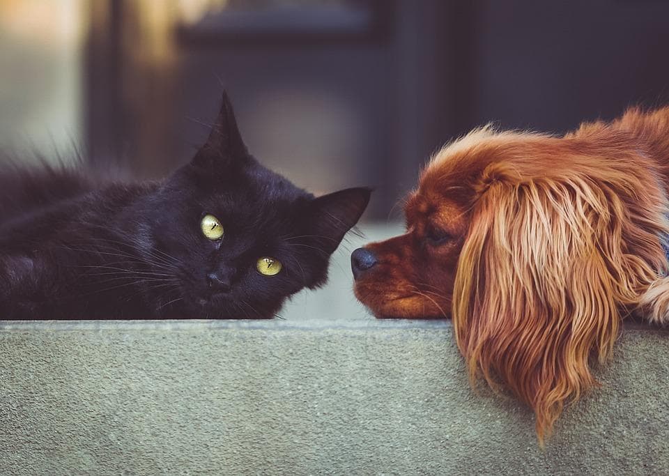 Черный кот и рыжий пес