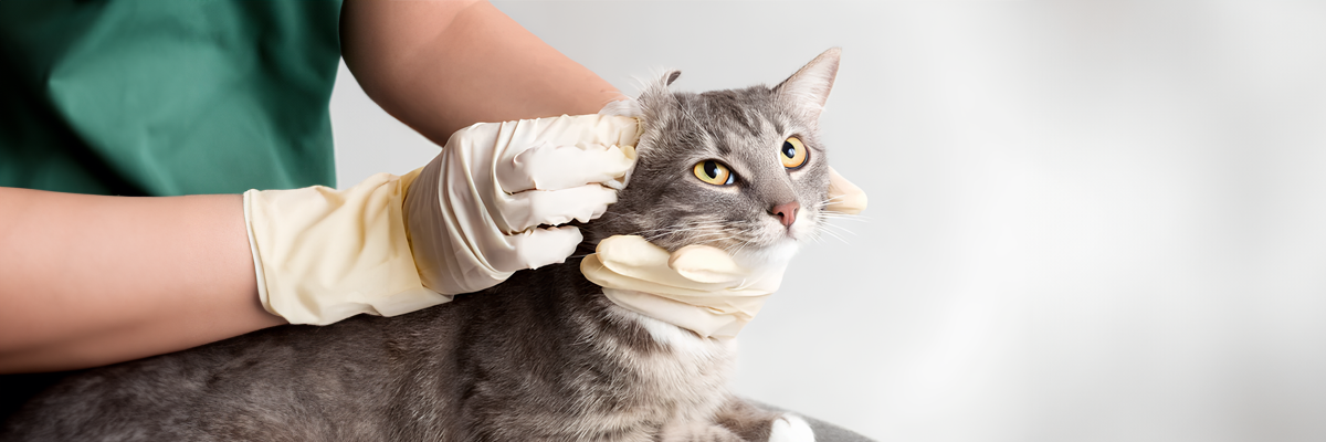 Диагностика и лечение демодекоза у кошек