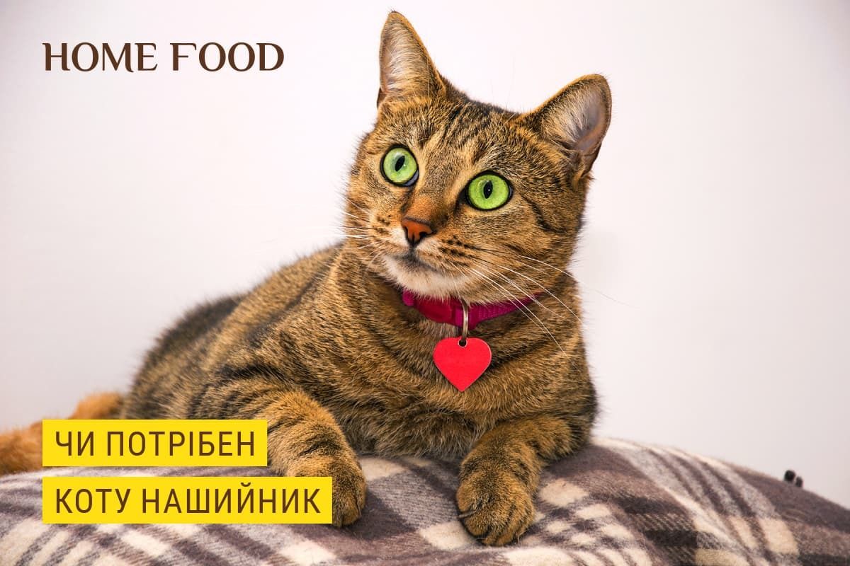 Нужен ли коту ошейник | HOME FOOD