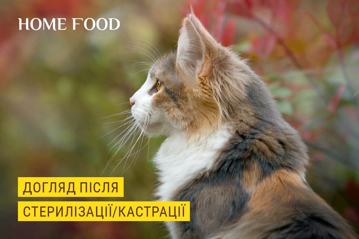 Основні принципи годування кішки після оперативного втручання