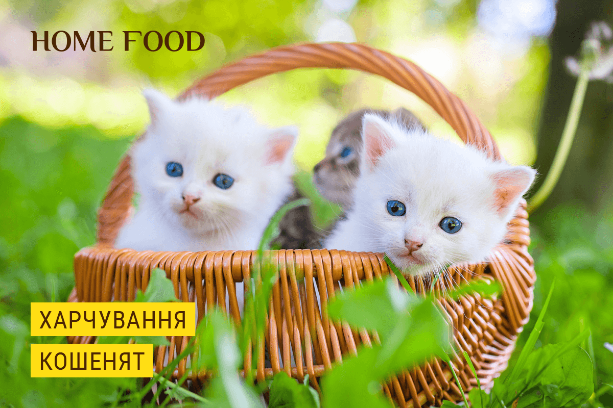 Особенности питания котят | HOME FOOD