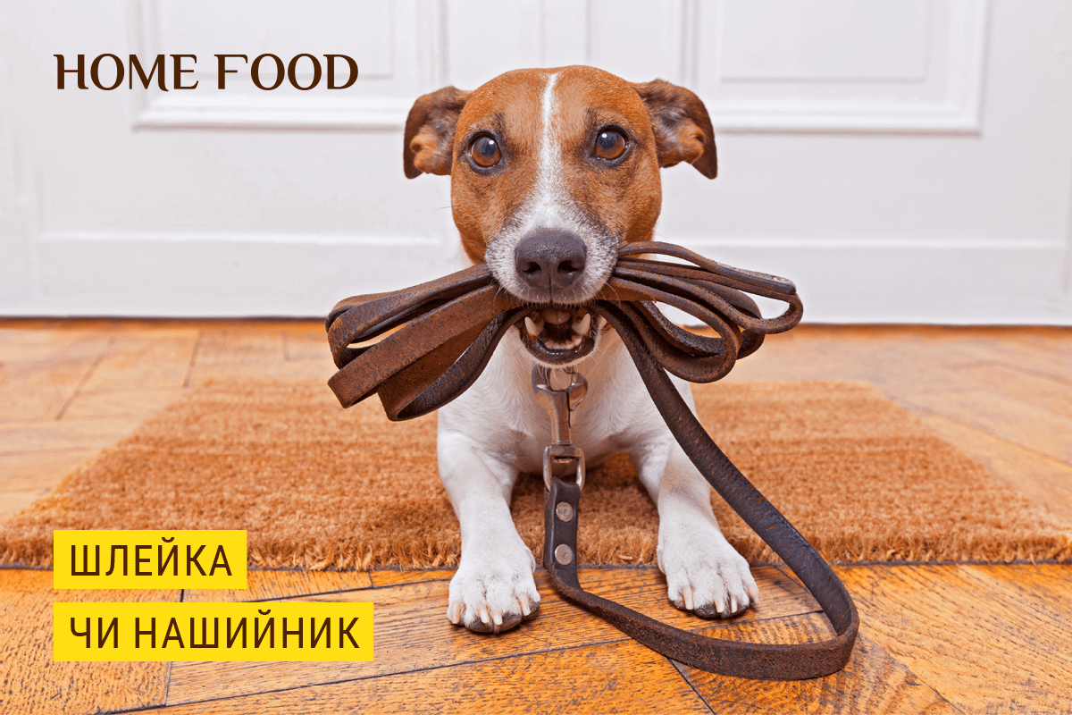 Шлейка или ошейник: что выбрать для собаки? | HOME FOOD