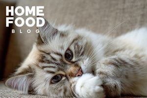 Bronchial asthma in cats: symptoms and treatment