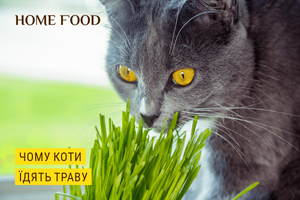 Чому коти їдять траву?