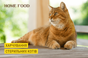 Особливості харчування кастрованих котів та стерилізованих кішок