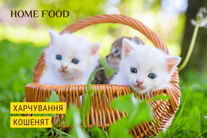 Особенности питания котят