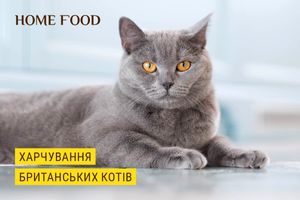 Особливості харчування котів британських та шотландських котів