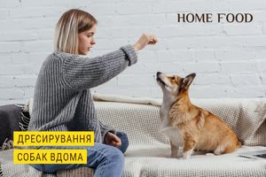 Як правильно дресирувати собаку в домашніх умовах?