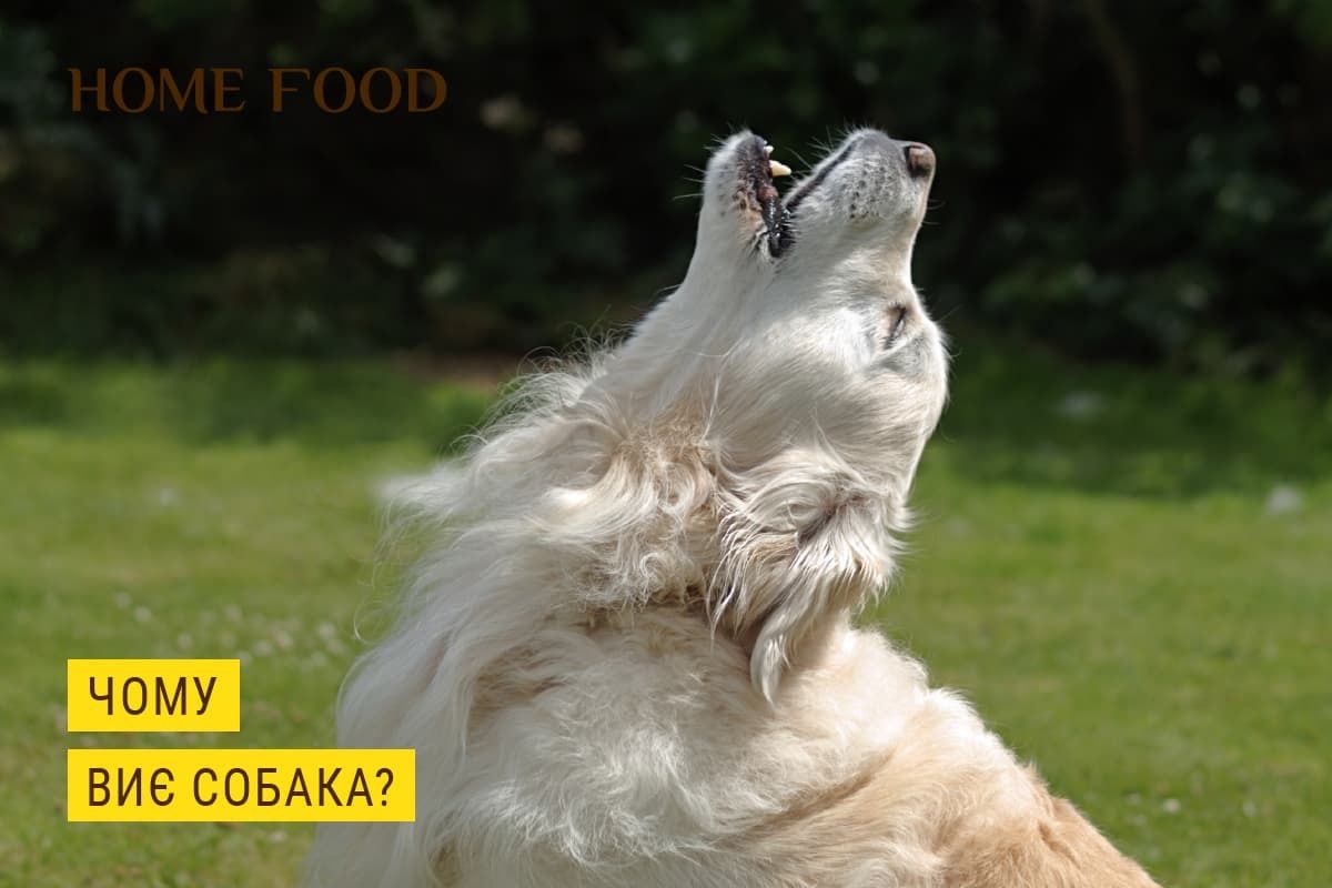 Почему воет собака? | HOME FOOD