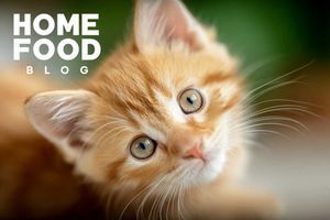 How to determine the sex of a kitten?