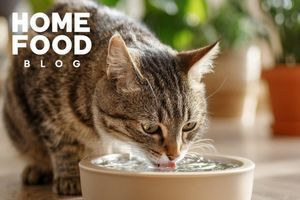 Why does the cat drink a lot of water?