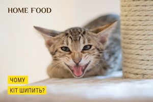 Чому шипить кіт чи кішка?