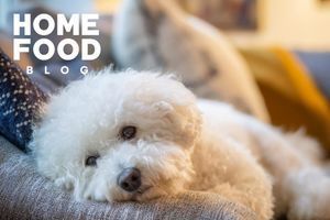 What to do if a dog has a cold: causes, symptom recognition, treatment methods and disease prevention