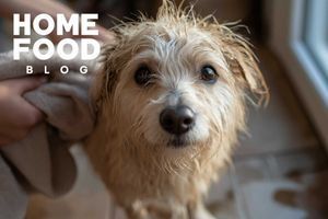 How often can you bathe your dog