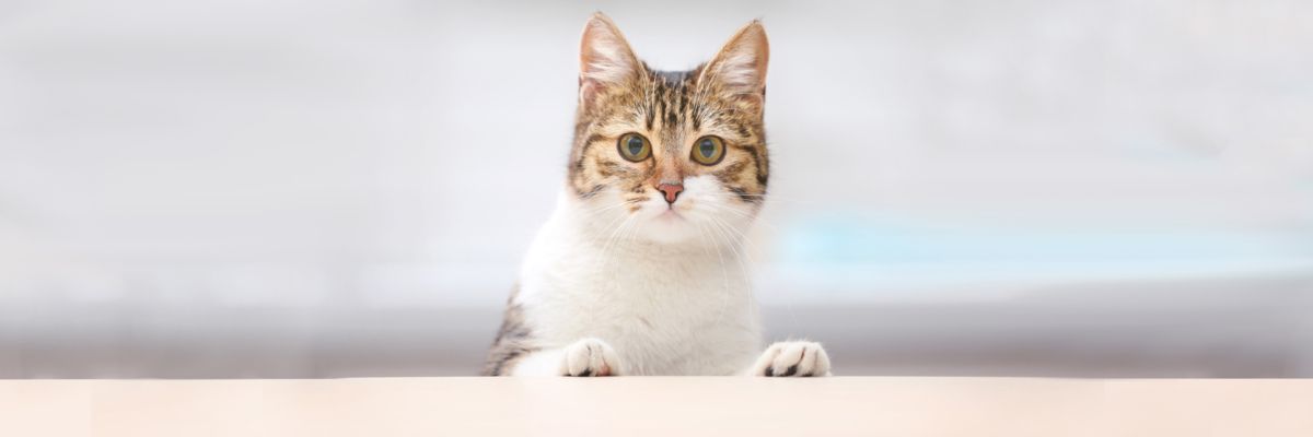 Блювота у кішки: причини, екстрена допомога, методи профілактики