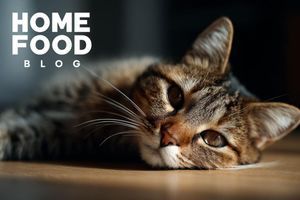 Vomiting in a cat: causes, emergency care, methods of prevention