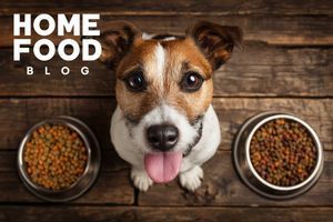 How to choose dry dog food