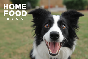 Caring for long-haired dog breeds