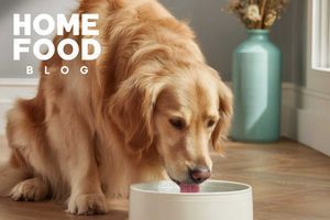 Dog does not drink water - what can be the reasons and what to do
