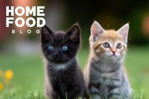 How to properly treat kittens against parasites