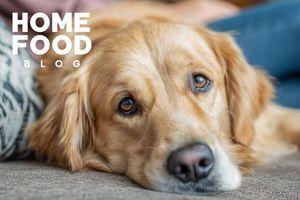 Causes and treatment of vomiting in dogs