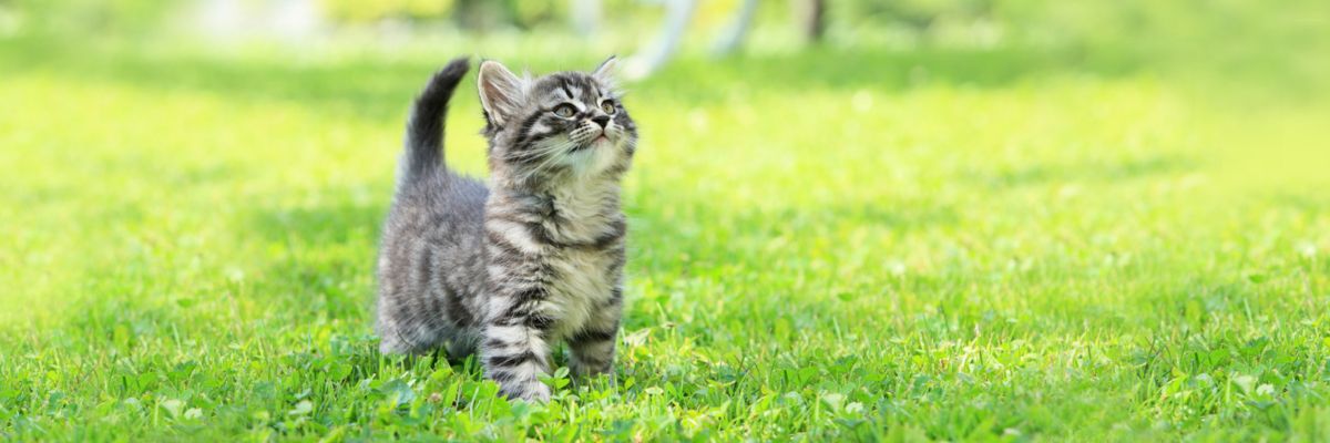 Авітаміноз у котів - як запобігти, діагностика та лікування