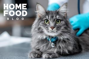 Avitaminosis in cats - how to prevent, diagnosis and treatment