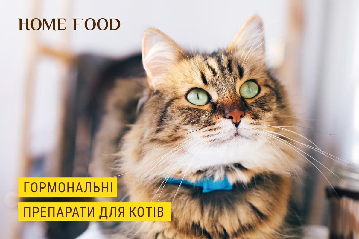 Гормональные препараты для кошек: за и против | HOME FOOD