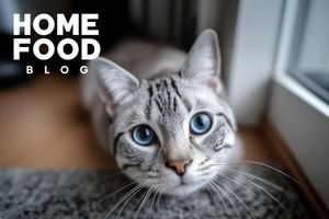 Hormonal preparations for cats: pros and cons