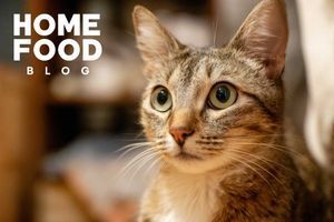 At what age to neuter a cat