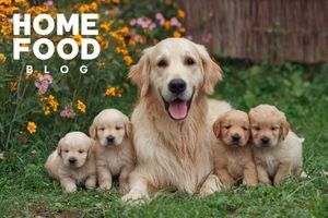 How to recognize that a dog is pregnant