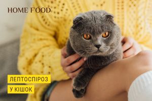 Лептоспироз у кошек – симптомы, диагностика, лечение