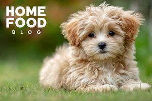 How to wean a puppy from biting?