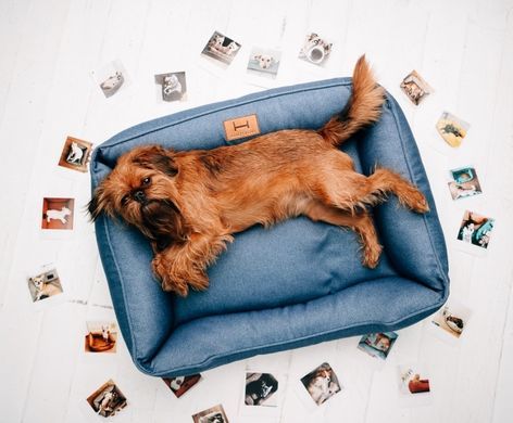 Dreamer Denim Bed