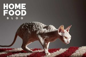 Devonshire Rex: breed characteristics and keeping