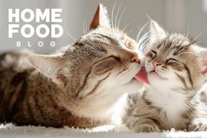 How long does a cat's pregnancy last?