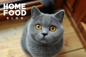 Scottish cat: breed and keeping features