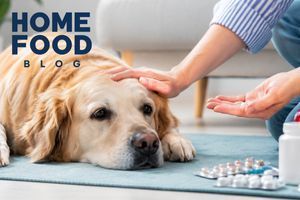Signs, causes and first aid in case of dog poisoning