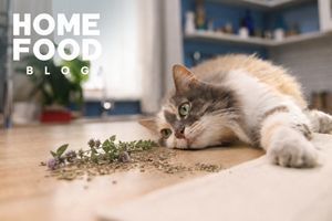 Котяча м&rsquo;ята: що це і навіщо вона коту
