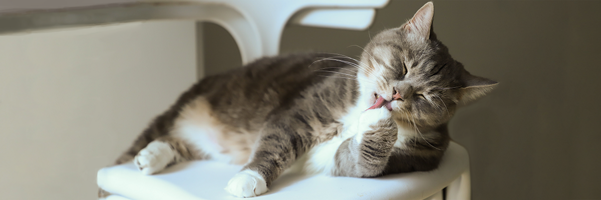 Чи шкідливо, що кішки їдять свою шерсть?