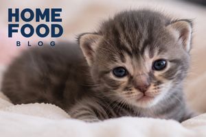 When do kittens open their eyes?